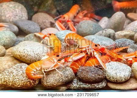 Aquarium With Live Crabs, Lobsters And Shrimps.