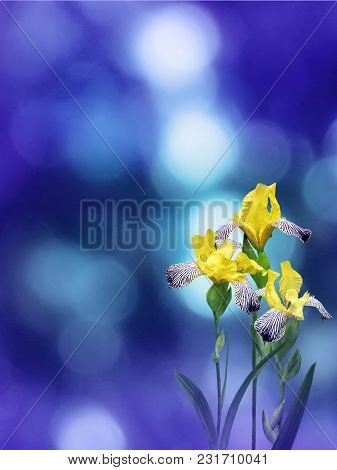Yellow Iris Flowers On The Violet Blue Blurred Bokeh Ba