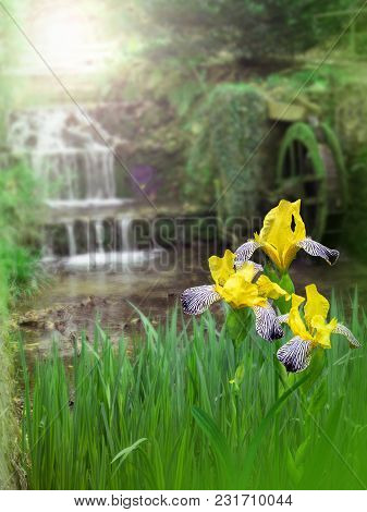 Yellow Iris Flowers On The Water Mill Blurred Background