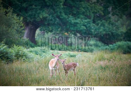 Fallow Doe Deer And Calf In The New Forest