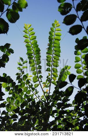 English Elm Leaves In Autumn Forming A Naturally Symmetrical Pattern