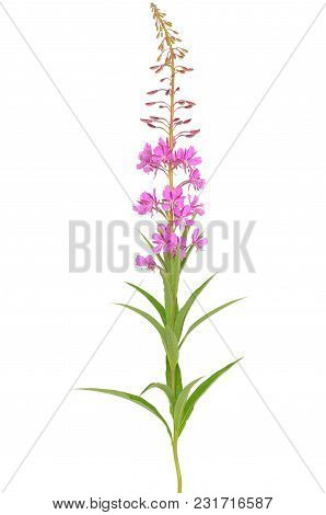 Flower Chamerion Angustifolium Isolated On White Background