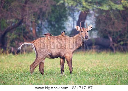 Male Nilgai With Brahminy Mynas Sitting On Him In Keoladeo National Park, Bharatpur, India. Nilgai I