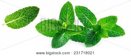 Fresh Mint Leaves Set Isolated On White Background. Spearmint, Peppermint Collection Close Up