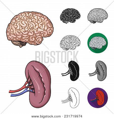 Human Organs Cartoon, Black, Flat, Monochrome, Outline Icons In Set Collection For Design. Anatomy A