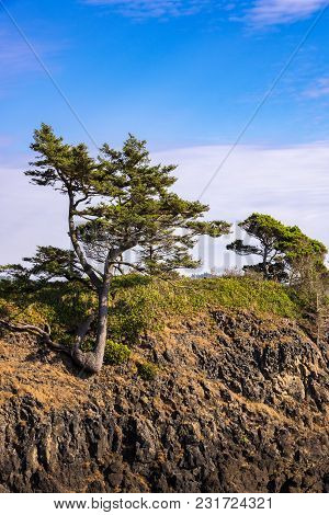 A Tree Growing On A Rocky Hillside At The Oreogn Coast