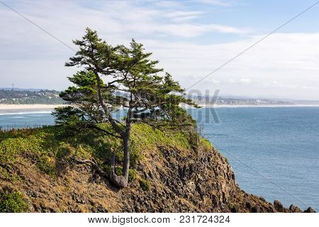 A Tree Growing On A Rocky Hillside At The Oreogn Coast