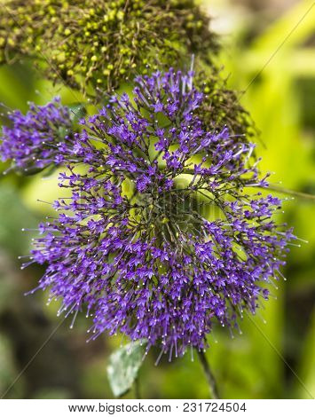 Blue Throatwort (trachelium Caeruleum) Under Green Background