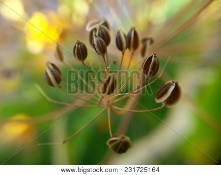 A Macro Of The Brown Seed Pods Of A Flower.
