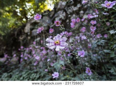 A Cosmos Bipinnatus Cloroful Flowers Garden In Spring