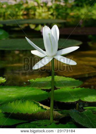 Çiçek lotus çiçeği
