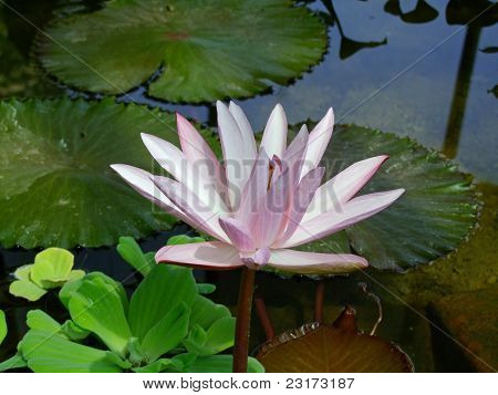 Çiçek lotus çiçeği