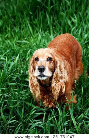 A Beautiful Irish Setter With A White Face Looks Like A Green Grass 2018