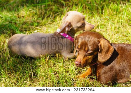Little Dogs Dachshund And Pinscher Ratter Prazsky Krysarik Crossbreed Playing Outside On Grass Durin