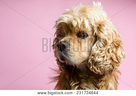 Close-up Of An American Cocker Spaniel On A Pink Background