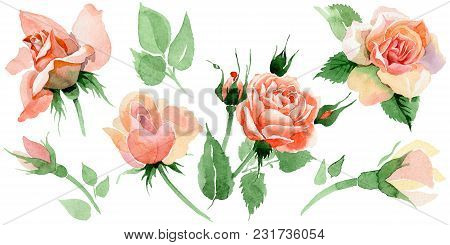 Wildflower Rose Flower In A Watercolor Style Isolated. Full Name Of The Plant: Rore, Rosa, Hulthemia