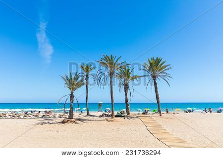 Seaside In Alicante, With Palm Trees On The Beach