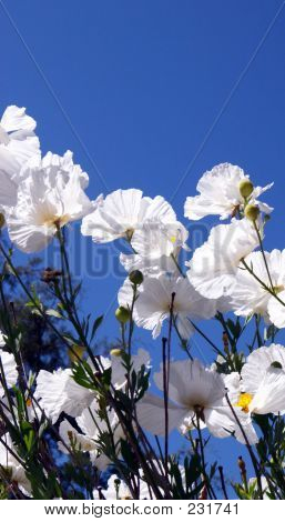 Flores y el cielo