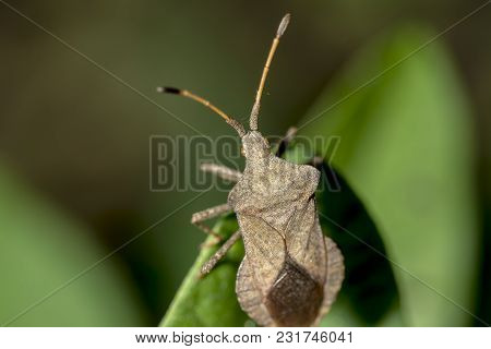 Bug Gonocerus Acuteangulatus  Bug In The Family Coreidae
