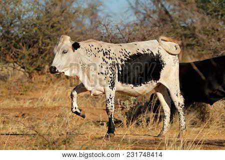Sanga cow - indigenous cattle breed of northern Namibia, southern Africa