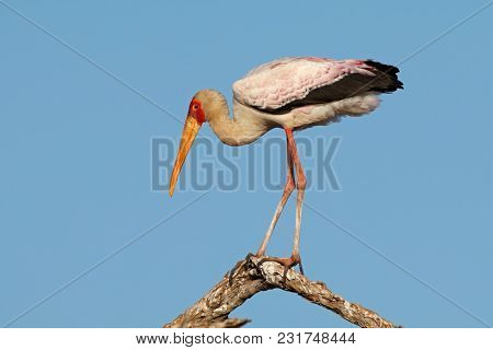 Yellow-billed stork (Mycteria ibis) perched on a branch, Kruger National Park, South Africa