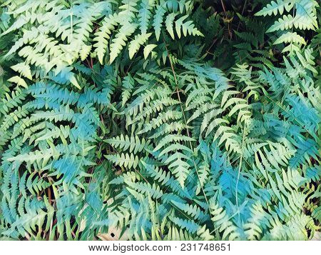 Fern Leaf Faded Digital Illustration. Pale Green Tropical Leaf. Floral Wedding Background. Summer Tr