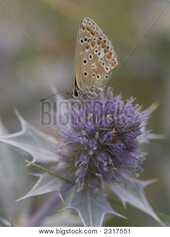 Mariposa