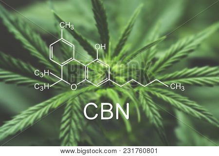 Cbn Macro A Cannabis Flower And Marijuana Macro
