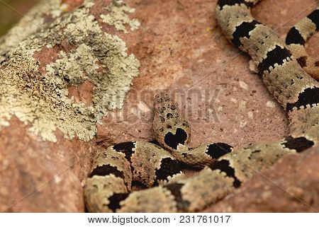 A Banded Rock Rattlesnake From The Peloncillo Mountains Of The Southwestern United States.