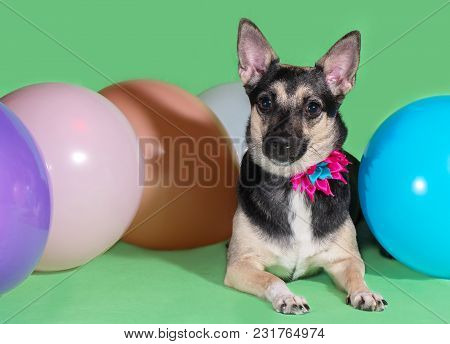 Funny Dog Mongrel With A Bow On His Neck Among Balloons On A Green Background