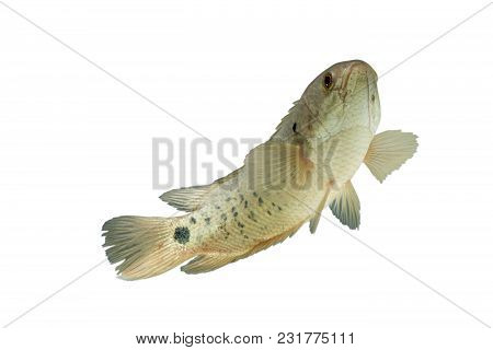 A Fish Has Name Climbing Perch Or Scientific Name Anabas Testudineus Isolated On White Background ,i