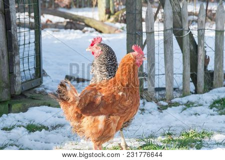 Animal Winter Life With Two Hen In Black And White, Orange Feather Standing And Walking In  Yard Ful