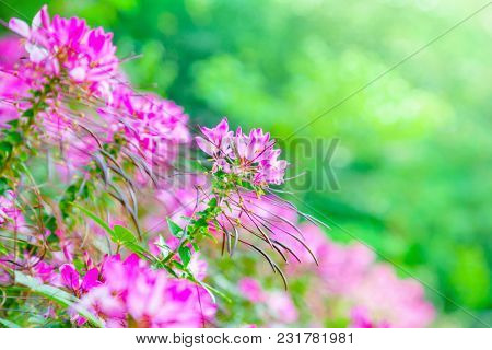 Close up of pink spider flower