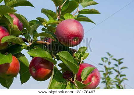 Mele e alberi di mele