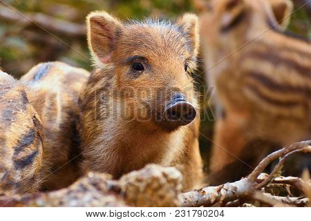 Beautiful Little Pigs Wild In Nature. Wild Boar. Animal In The Forest