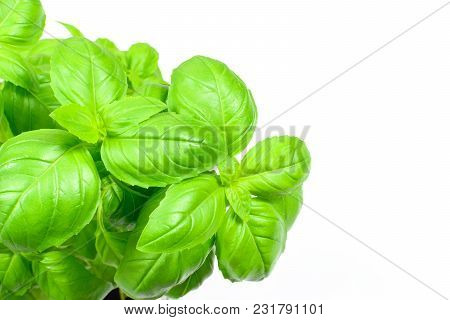 Closeup Of Fresh Basil Leaves Isolated On A White Background With Copy Space Place.