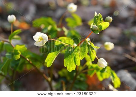 Small Isopyrum Flower Blooming In The Spring