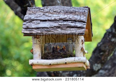 The Spring Orchestra In The Bird House