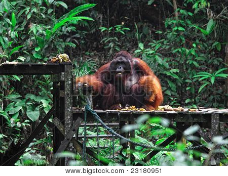 セメンゴ野生動物リハビリテーション センターにおけるオランウータン
