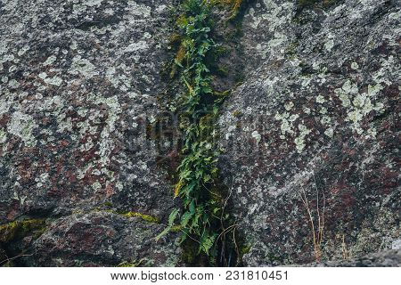 Fern Leaf Growing Among The Rocks. Vertically Sprouted A Fern In The Stone, Dividing The Background 