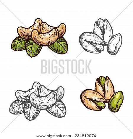 Cashew And Pistachio Nuts Fruits Sketch Icon. Vector Isolated Cashew And Pistachio Peeled And Whole 