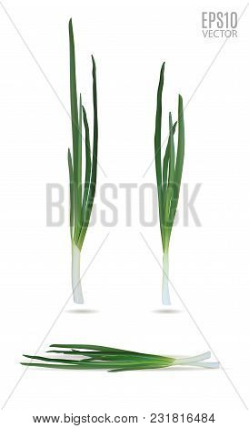 Vector Young Green Onion Set Isolated On White