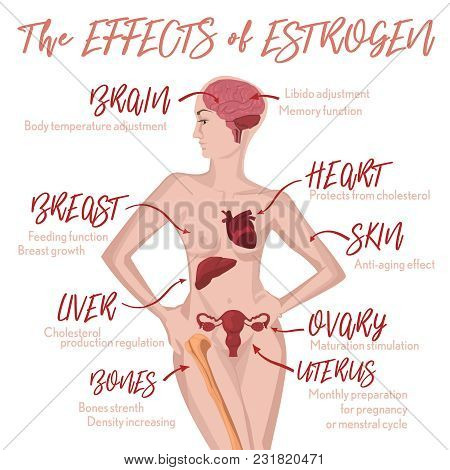 Estrogen Effects Infographic Image Isolated On A Light Pink Background. Female Sex Hormone And It S 