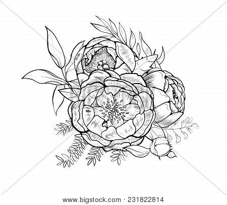 Hand Drawing And Sketch Peony Flower. Black And White With Line Art Illustration.