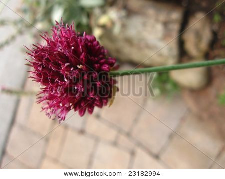 visning af løg blomst over mursten