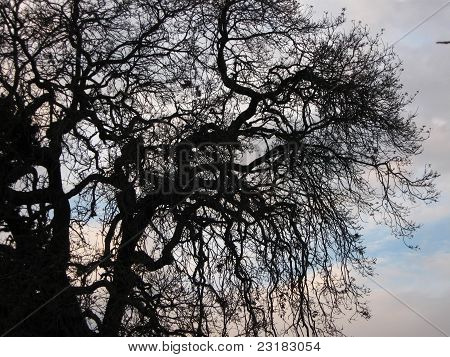 en kraftfuld live oak accenting en overskyet himmel i sunset