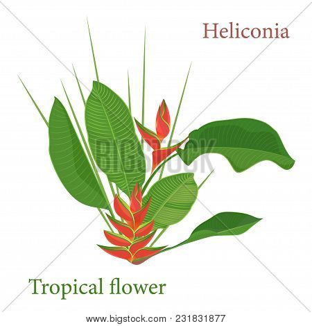 Branch Tropical Heliconia Flower Leaves. Watercolor Realistic Drawing In Flat Color Style. Isolated 
