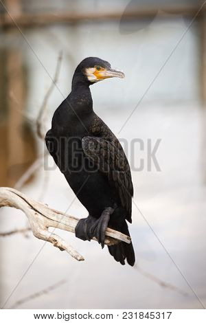 Great Cormorants sitting on dead tree branches