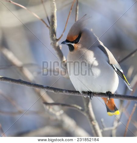 Waxwing Is Forest Beautiful Colorful Bird Birds