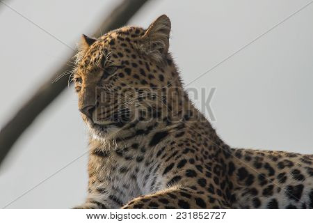Close Photo Portrait Of A North Chinese Leopard